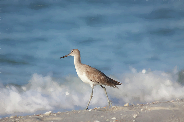 Florida Sandpiper by Kim Hojnacki Florida Sandpiper by Kim Hojnacki