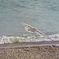 At Shores Edge